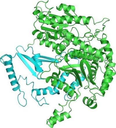 鸟胺酸氨甲酰基转移酶缺乏症