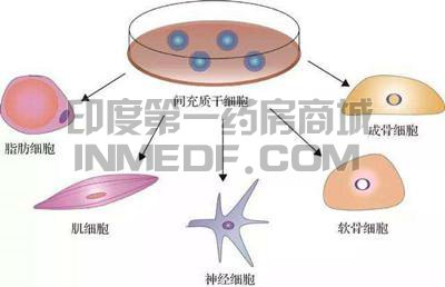 重症先天性粒细胞缺乏症