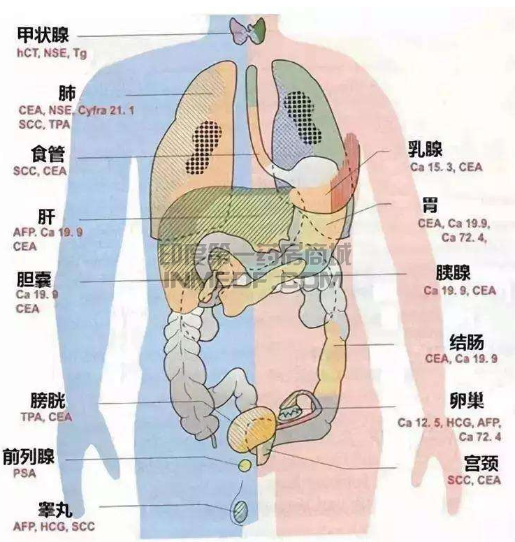 肿瘤标志物，癌抗原15-3（CA15