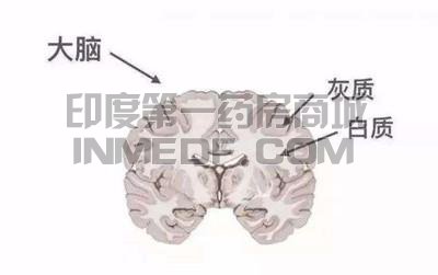 脑白质营养不良